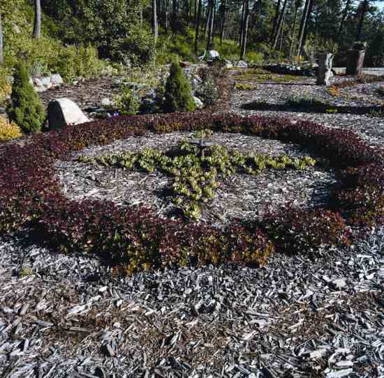 Many of the plants in the landscape are native species, either bought locally or given to Mary by fellow gardeners.